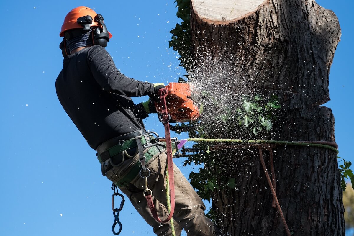 Person tied around tree sawing off and removing large tree limb